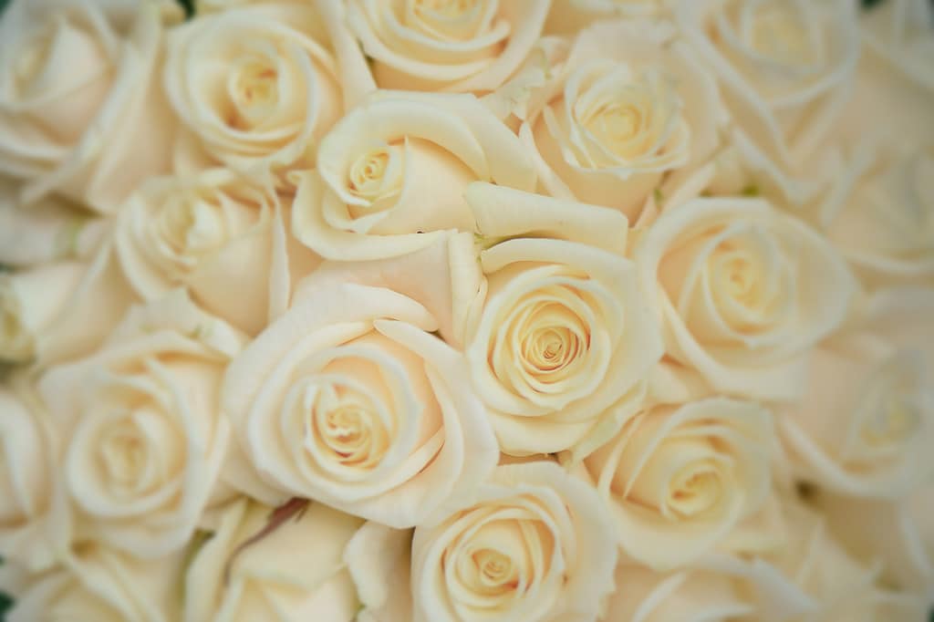Beautiful ivory large roses giving a romantic, intimate vibe, flowers arrangement for weddings, Valentine's Days or celebrations, background with bokeh blurry effect, copy space and selective focus