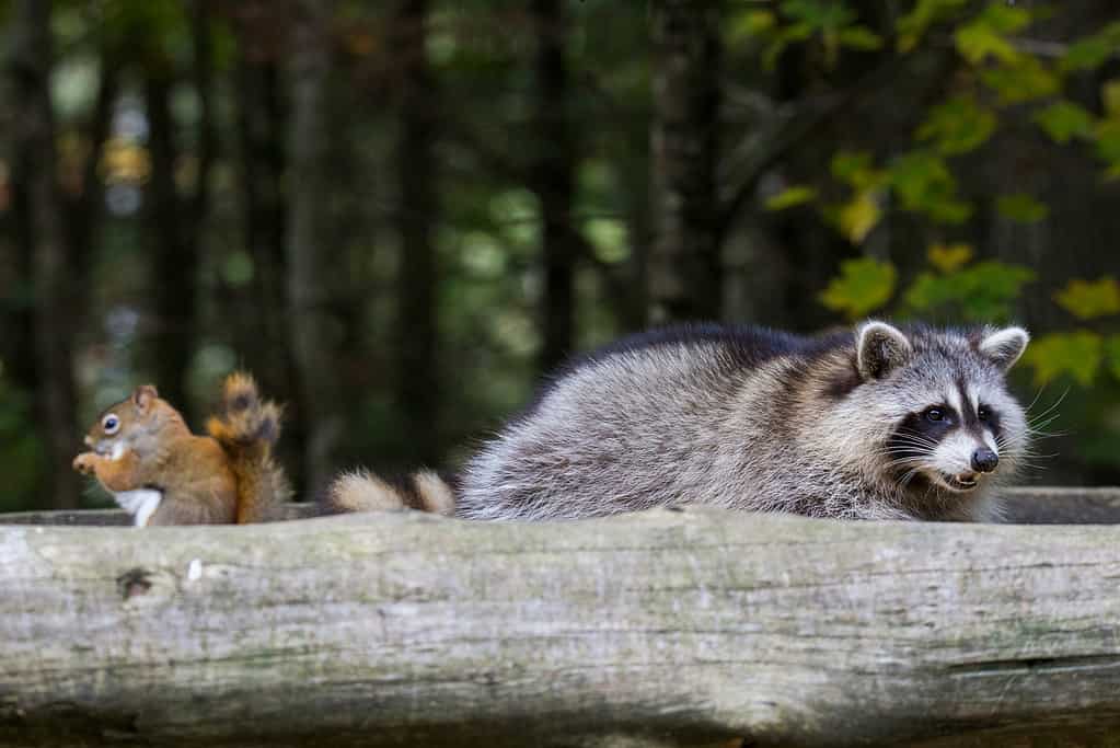 Friends, American red squirrel (Tamiasciurus hudsonicus) and common raccoon (Procyon lotor)