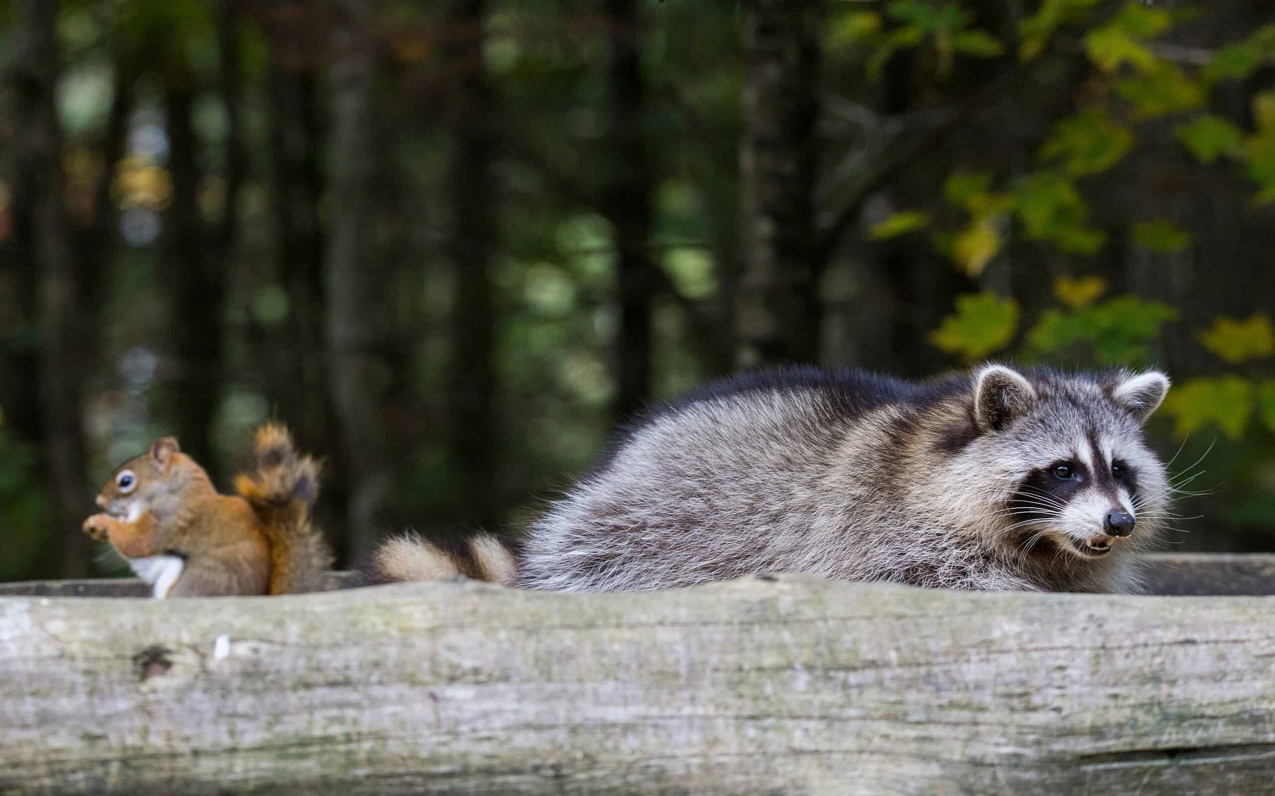 Friends, American red squirrel (Tamiasciurus hudsonicus) and common raccoon (Procyon lotor)