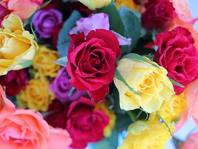 A Discover 10 Different Colors Of Roses (and What Each Means)