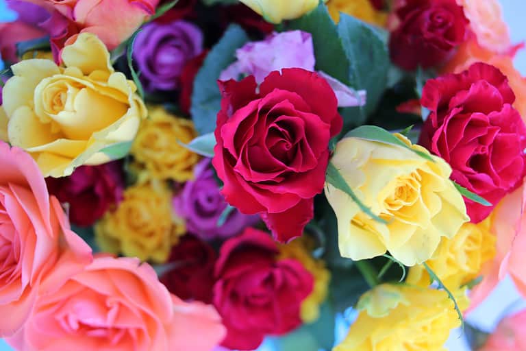 Bunch of beautiful colourful roses
