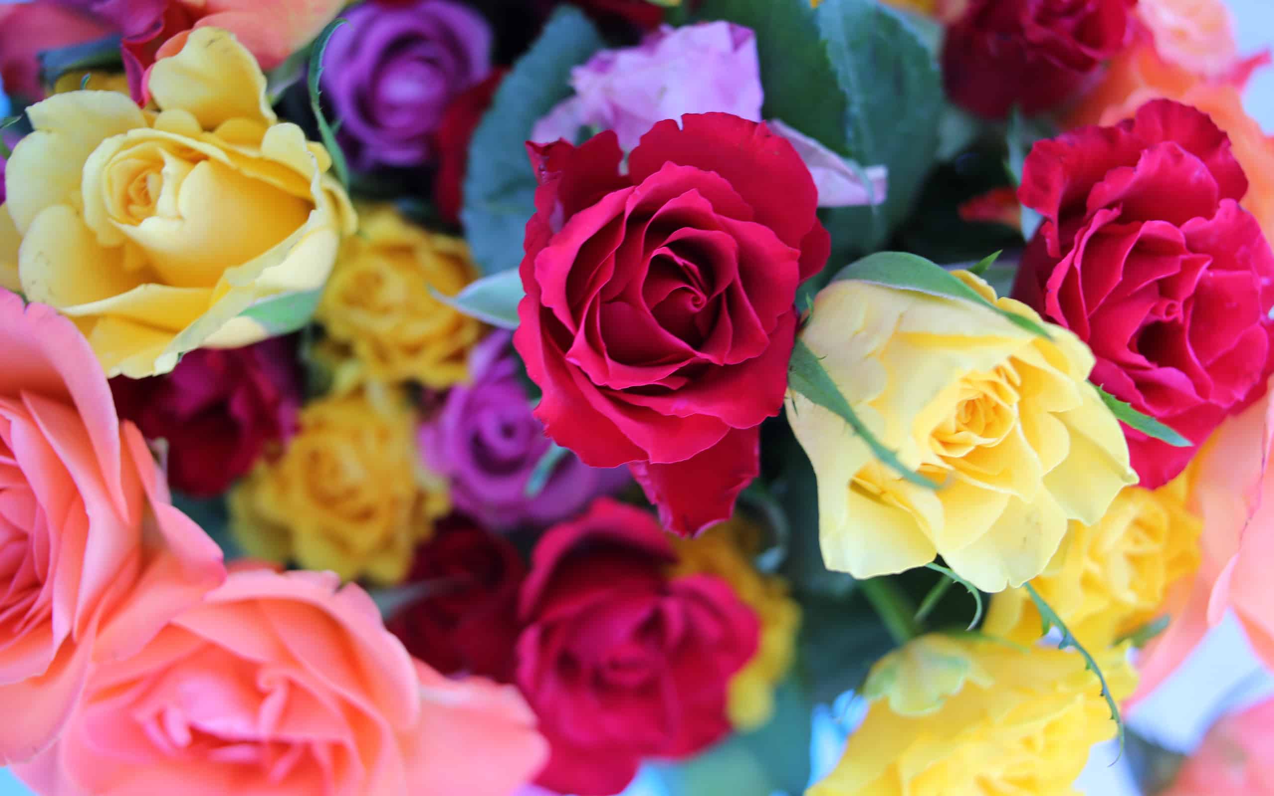 Bunch of beautiful colourful roses