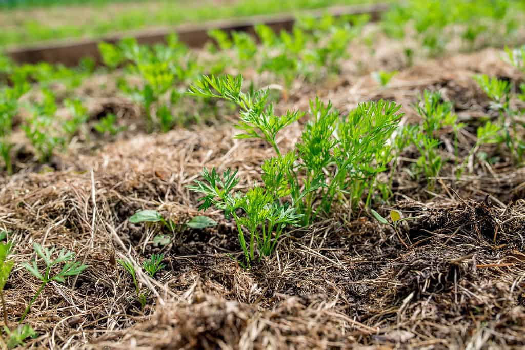 Accurate raised garden bed with small carrot greens resently sprouted from the ground mulched with grass clippings. End of planting season. Country gardenin