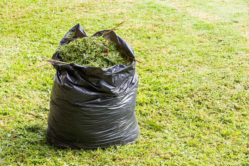 Green grass in black color garbage bag on lawn