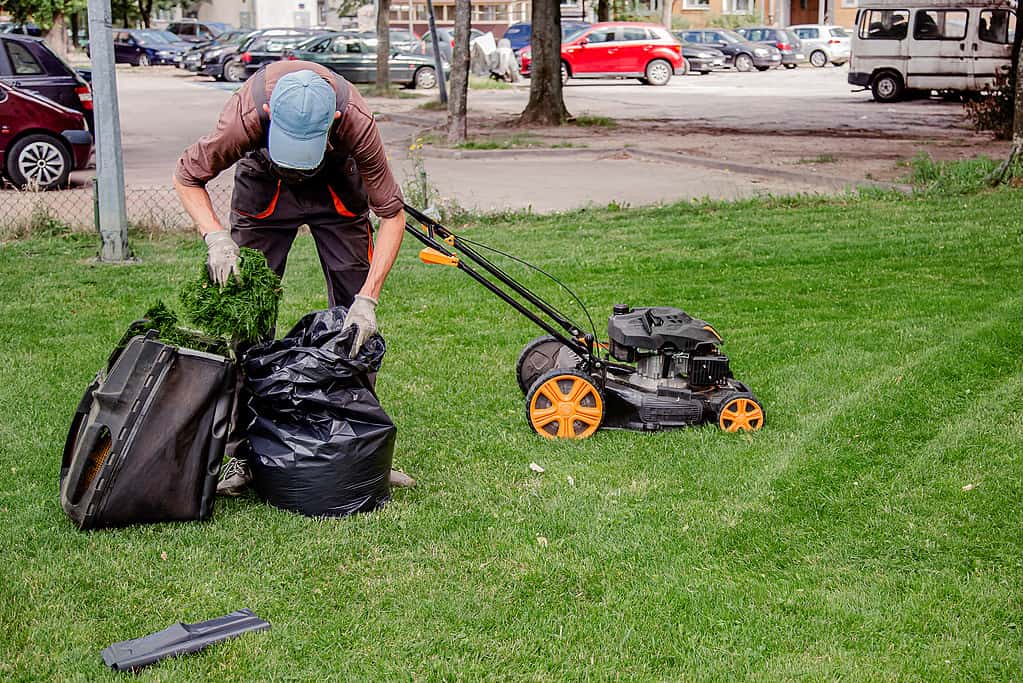 Mowing a household garden lawn with black bag of grass clippings. Worker collects mowed grass in black plastic bags on a recently trimmed lawn