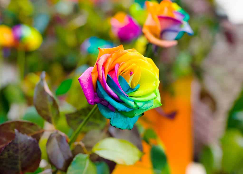 Macro shot of rainbow roses with multi colored petals with shallow DOF.