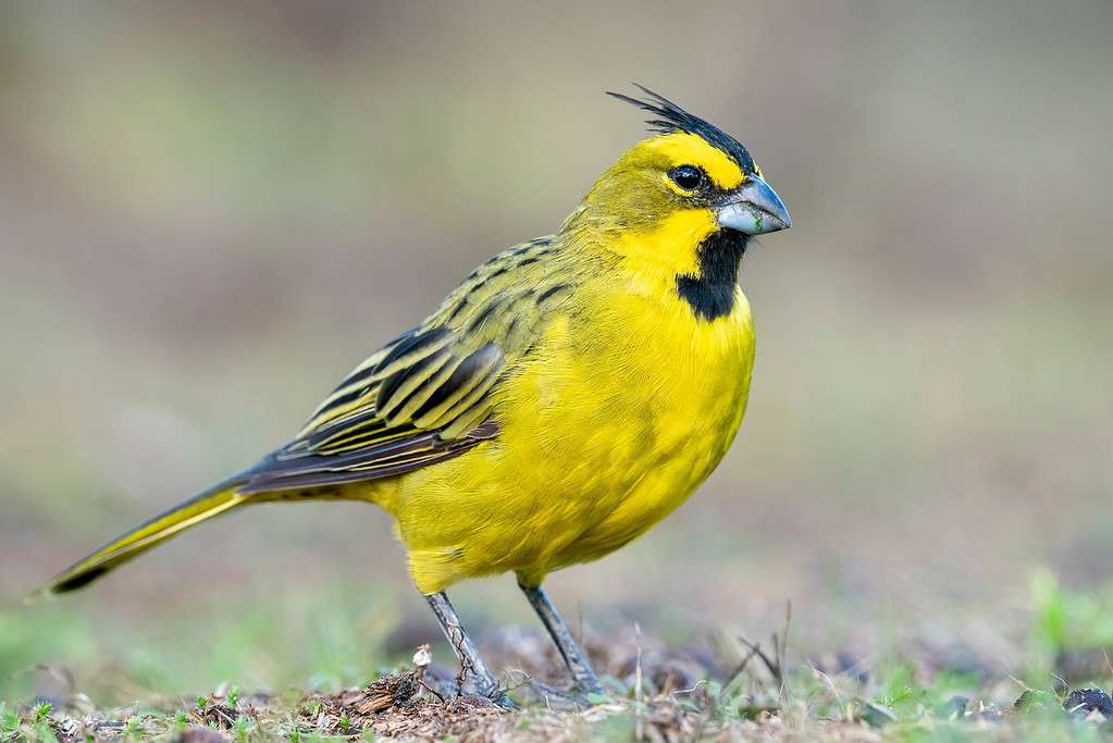 Beautiful Yellow Cardinal with black crest stands between the grass with a soft background in Iberá Wetlands Corrientes, Argentina
