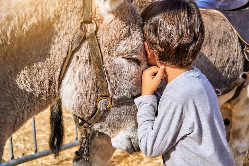 boy hugging his donkey on a farm with closed eyes