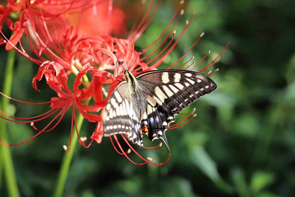 A swallowtail butterfly sucking nectar from red spider lily flower