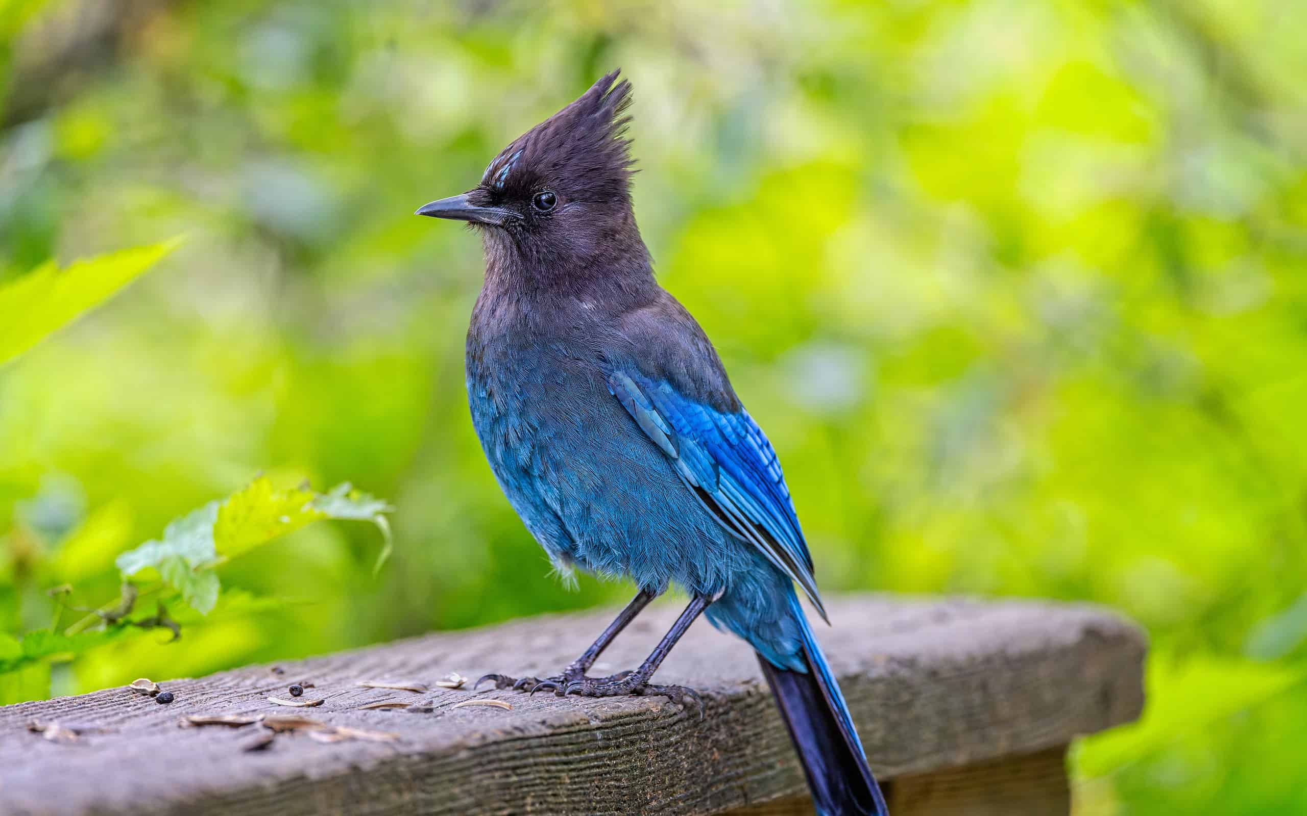 Blue Cardinals: Are They Real or a Myth?