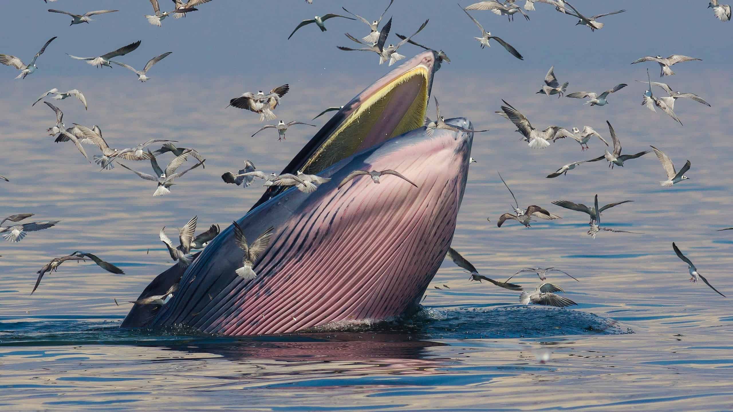 A Bryde's whale catching dinner at sunset, surrounded by birds