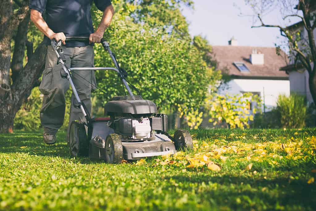 Mowing the grass with a lawn mower in early autumn. Gardener cuts the lawn in the garden.