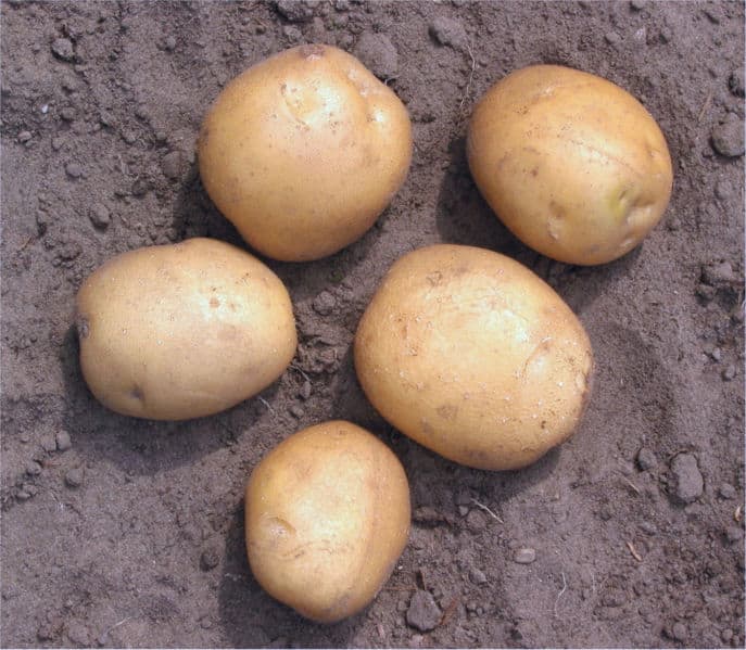 ulster emblem potato