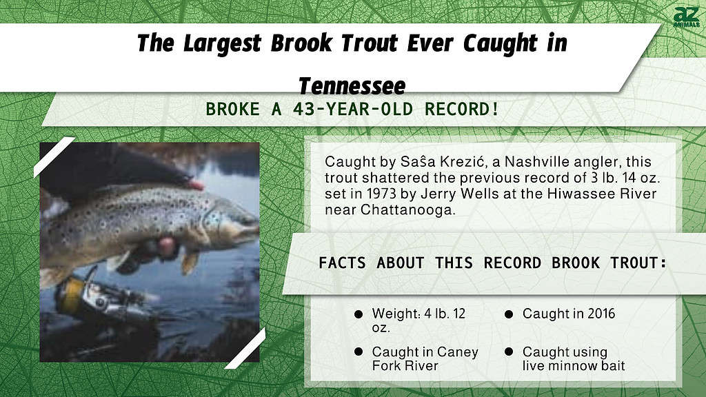 "Largest" infographic for the largest brook trout ever caught in Tennessee.