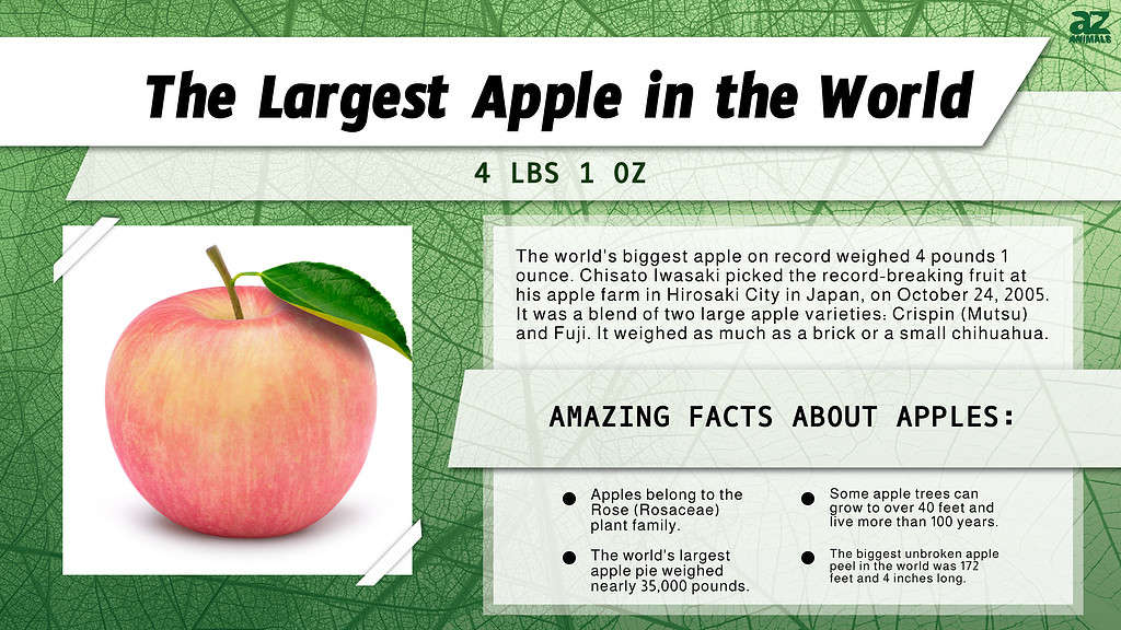 Infographic of the Largest Apple in the World 
