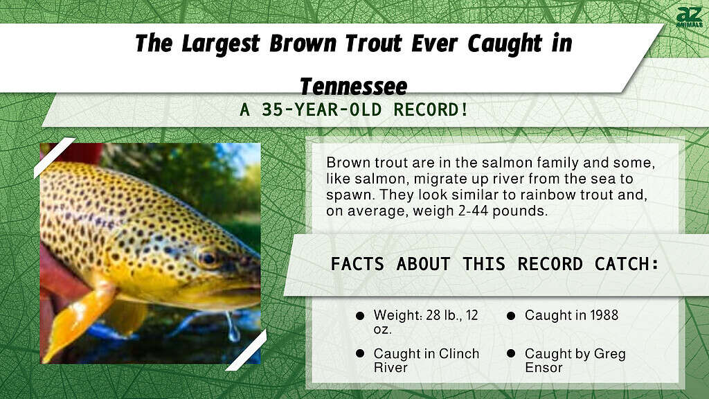 "Largest" infographic for the largest brown trout ever caught in TN.