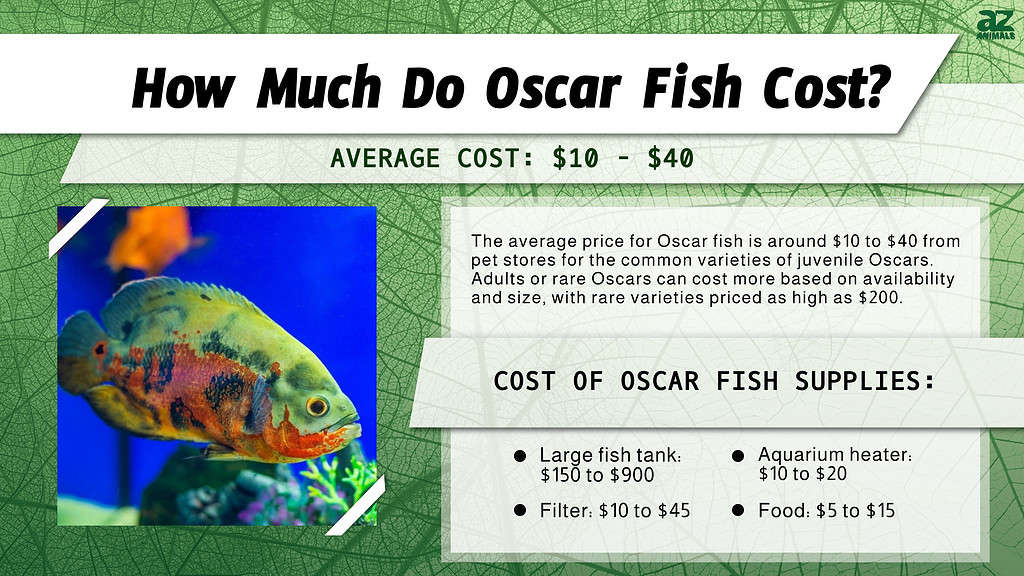 oscar fish food list