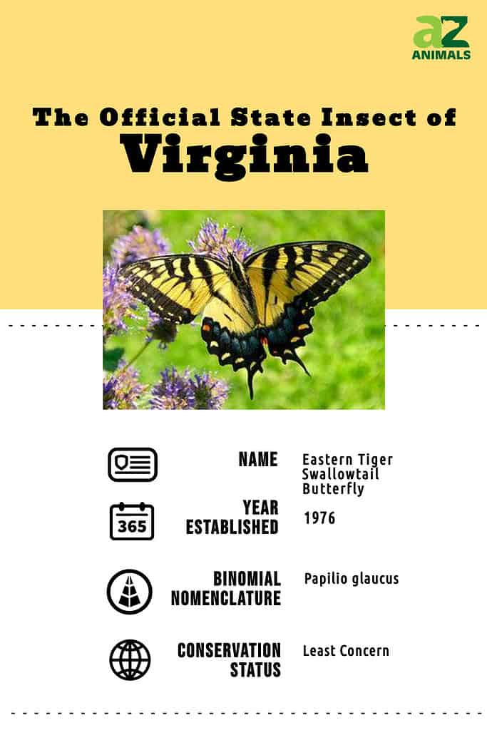 State animal infographic for the state insect of Virginia, the eastern tiger swallowtail butterfly.