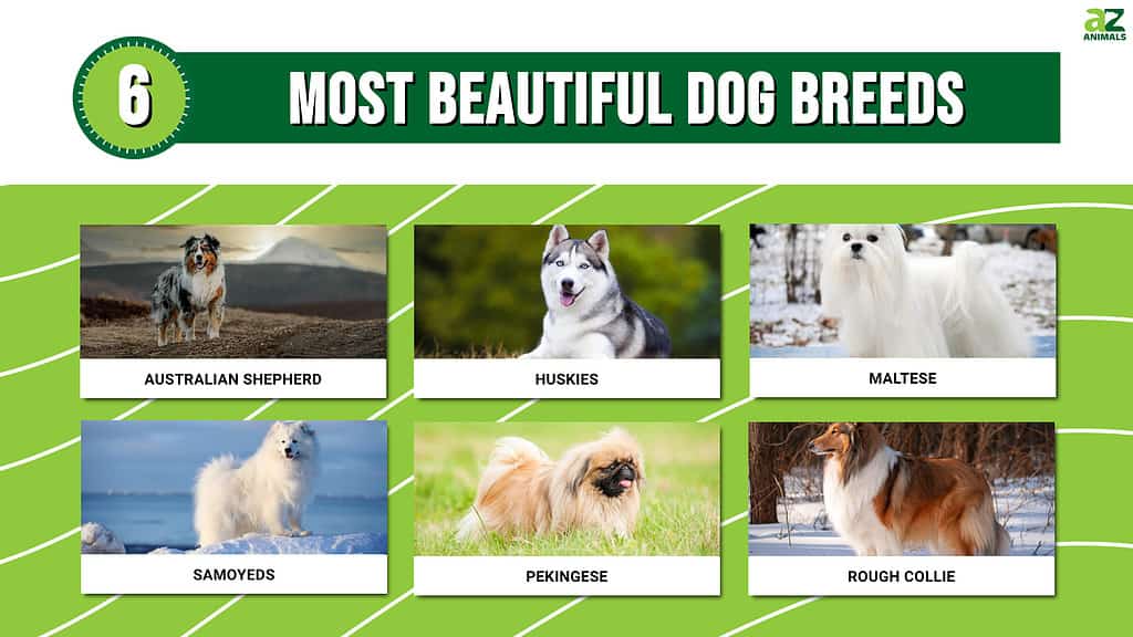 most beautiful dogs