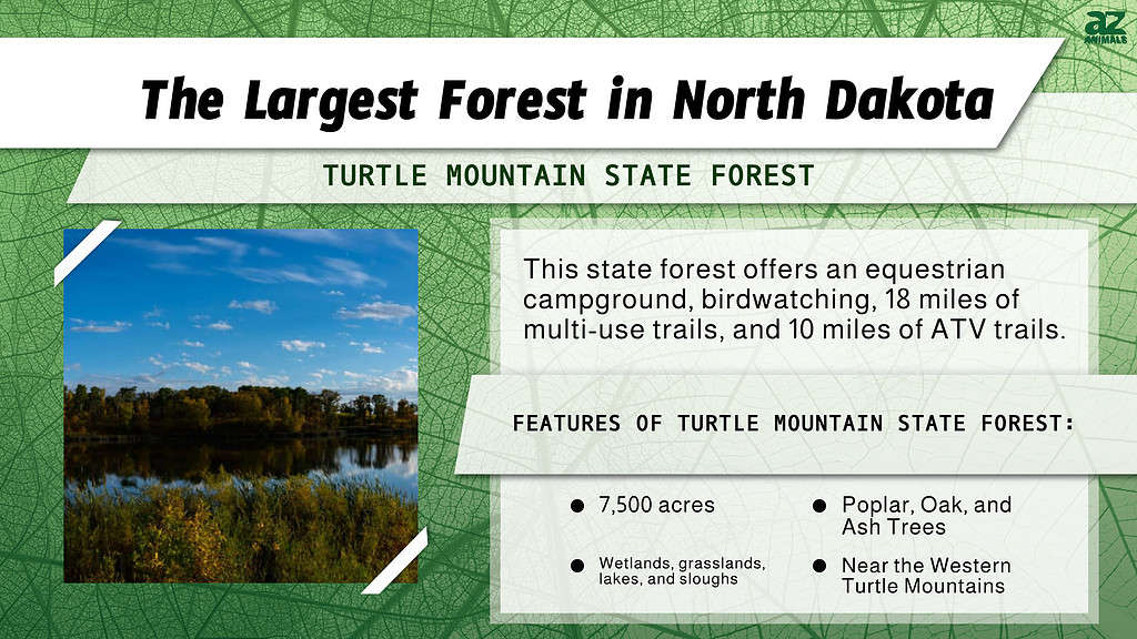 "Largest" infographic for the Largest State Forest in North Dakota.