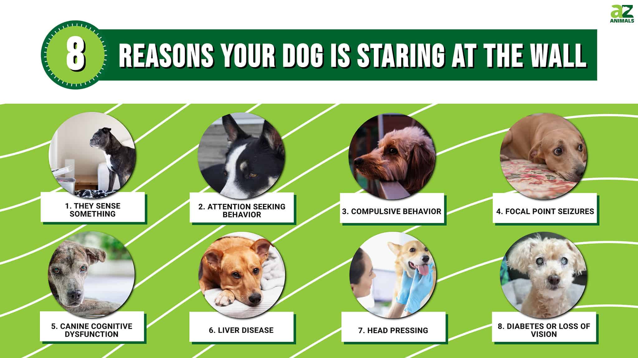 Fresh Look at 8 Reasons Your Dog Is Staring At The Wall 4
