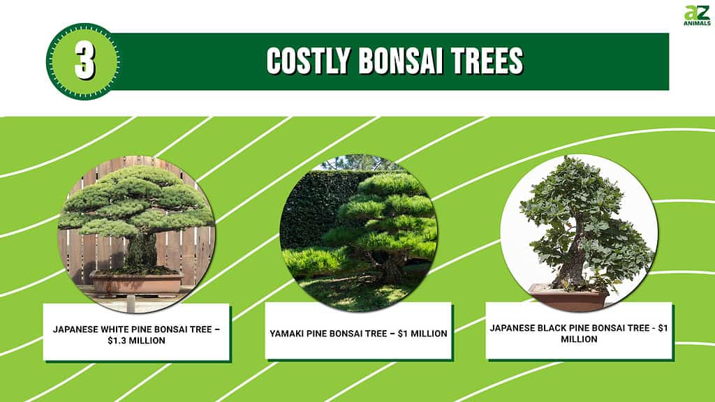 Title: Breathe Life Into Your Home with Indoor Bonsai Trees, bonsai