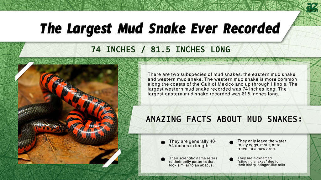 Infographic of the Largest Mud Snake Ever Recorded