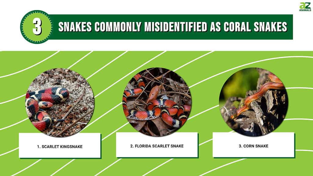 Infographic of 3 Snakes Commonly Misidentified As Coral Snakes
