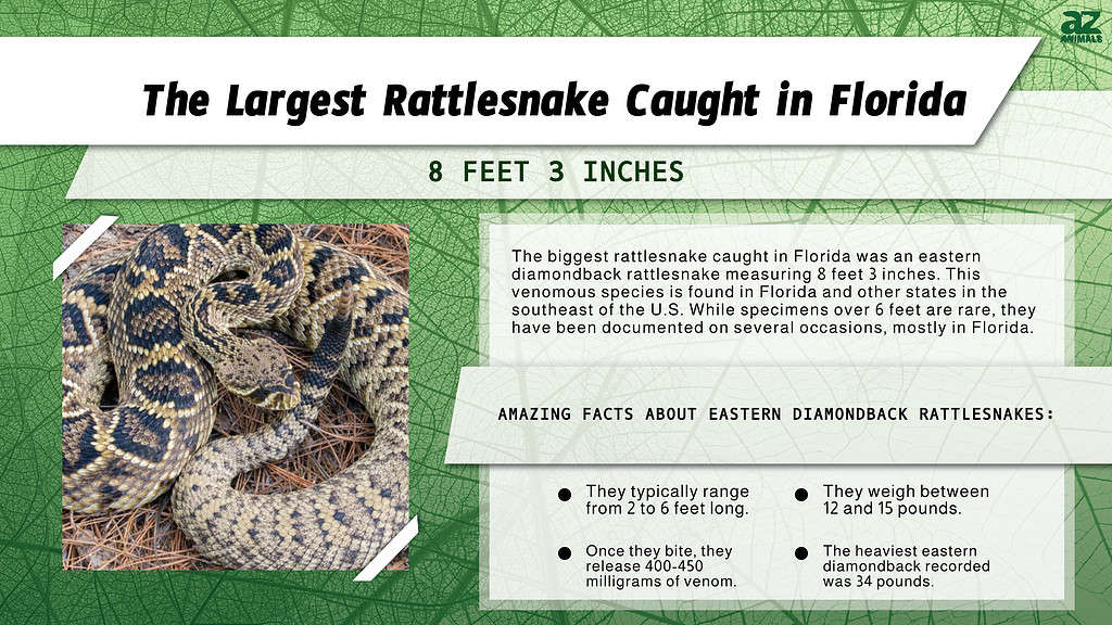 Infographic of the Largest Rattlesnake Caught in Florida