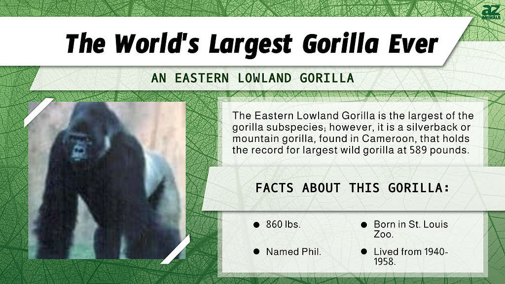 "Largest" infographic for the World's Largest Gorilla"