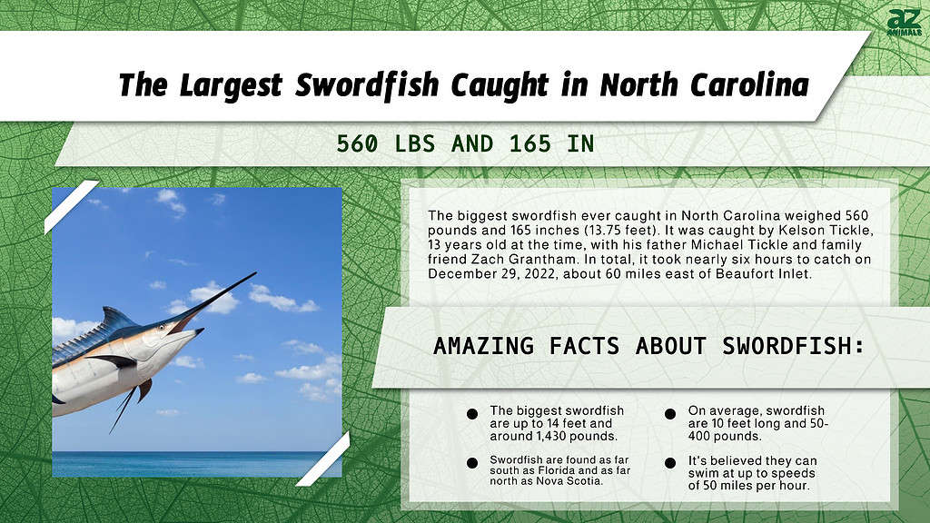 Infographic of the Largest Swordfish Caught in North Carolina