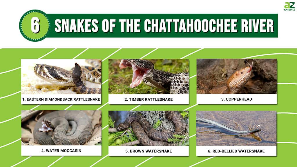 Infographic of 6 Snakes of the Chattahoochee River 