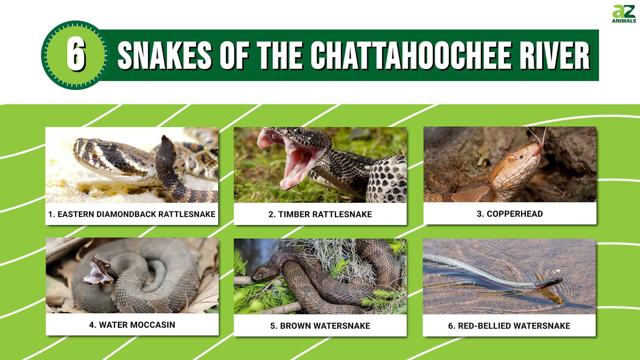 Meet 6 Snakes of the Chattahoochee River - A-Z Animals