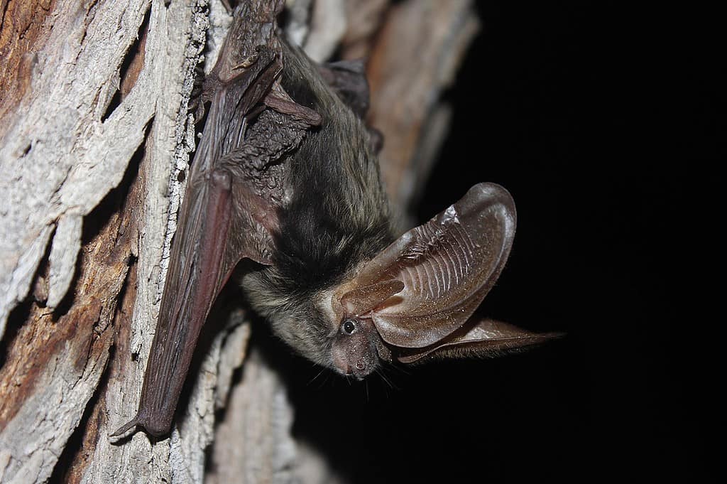 Allen's big-eared bat (Idionycteris phyllotis)