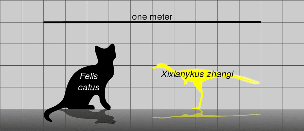 Size of Xixianykus, an alvarezsaur.