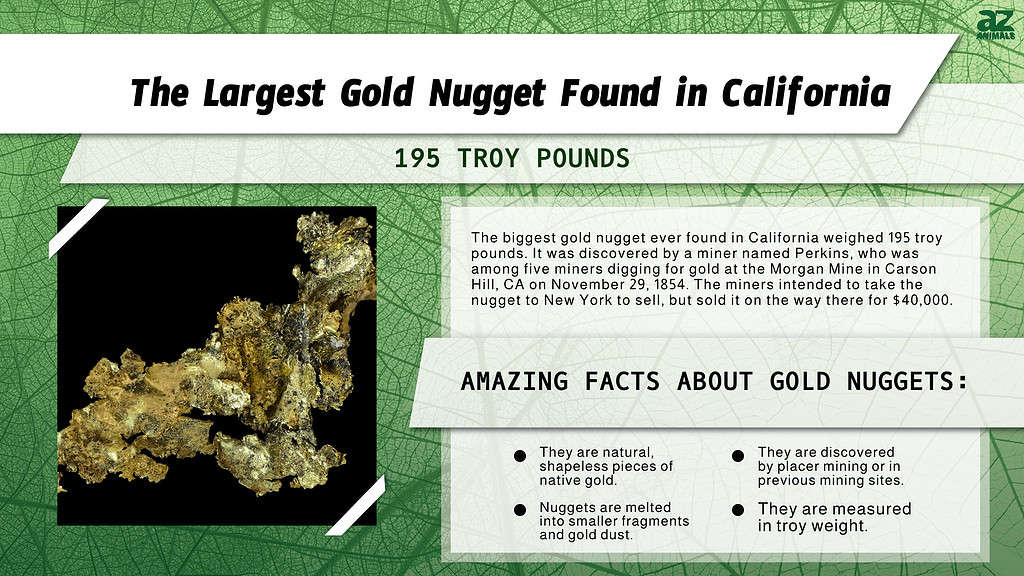 Infographic of the Largest Gold Nugget Found in California