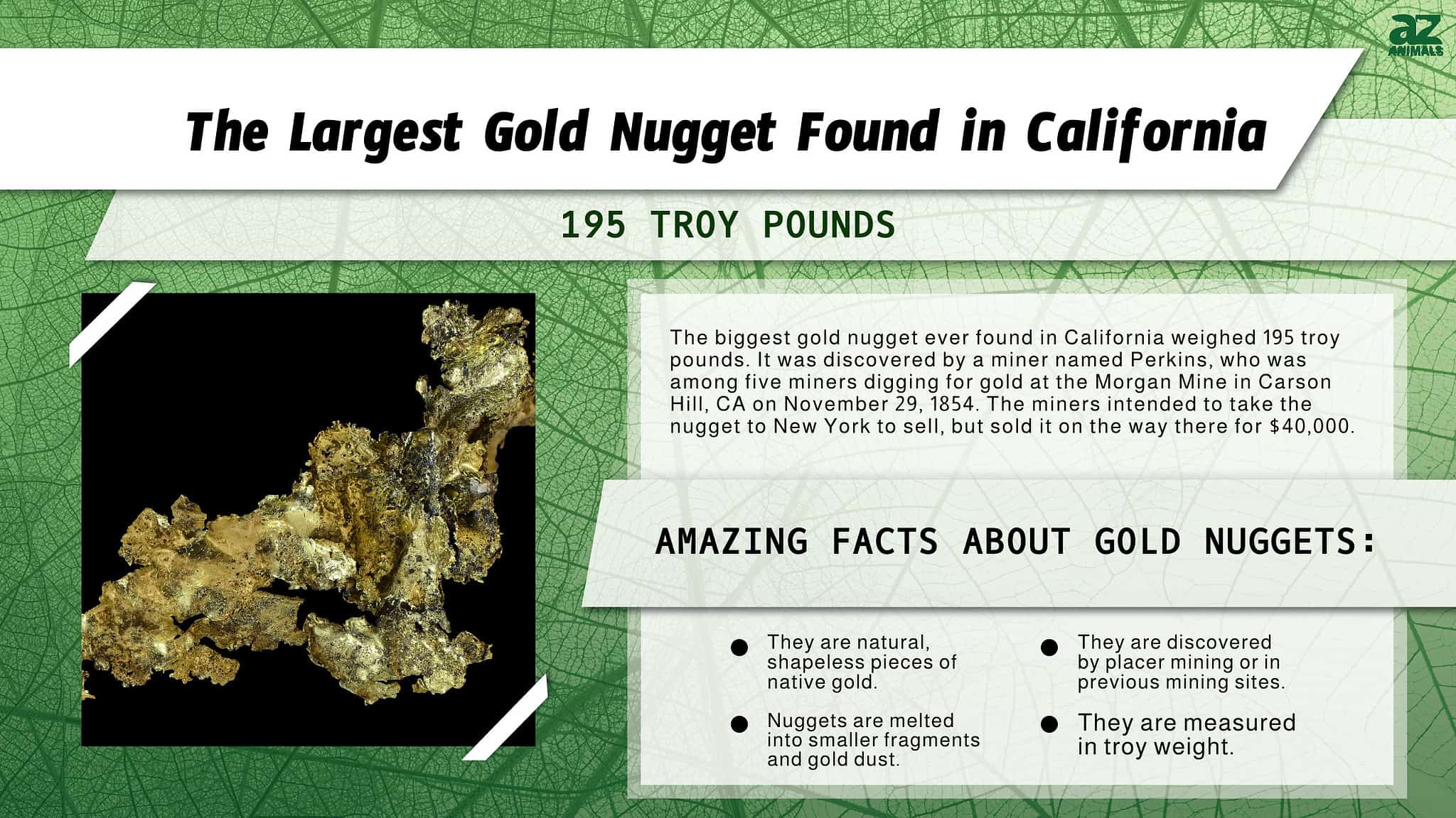 Discover The Largest Gold Nugget Ever Found In California - A-Z Animals