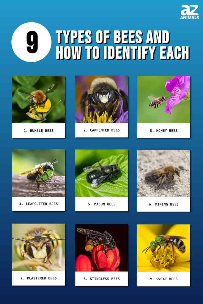 Infographic of 9 Types of Bees and How to Identify Each