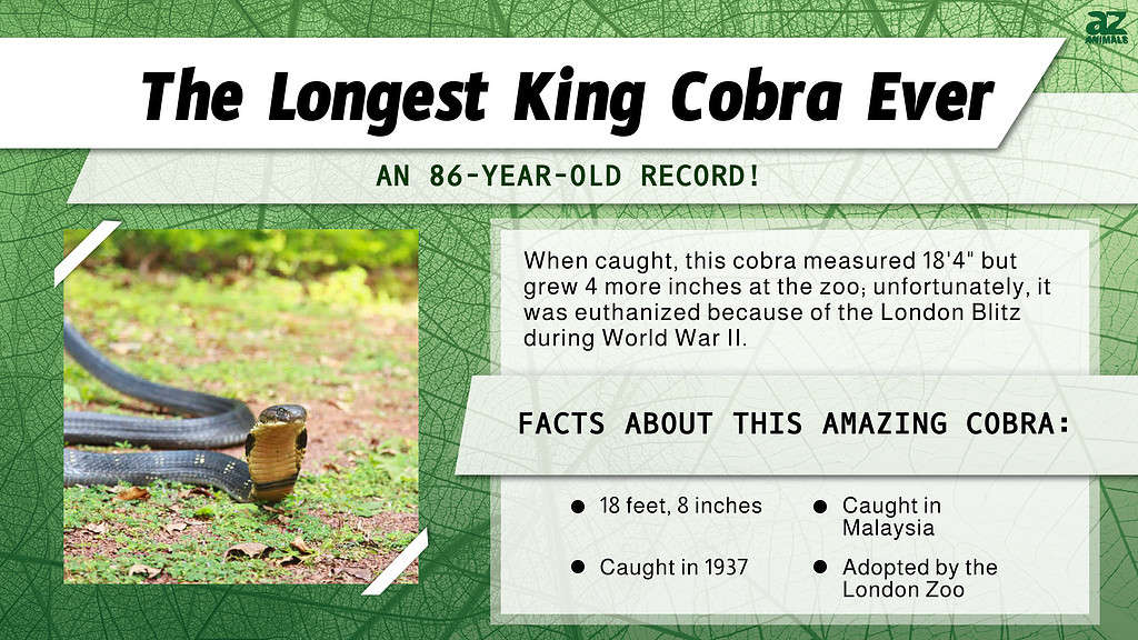 "Largest" infographic for the longest King Cobra Ever