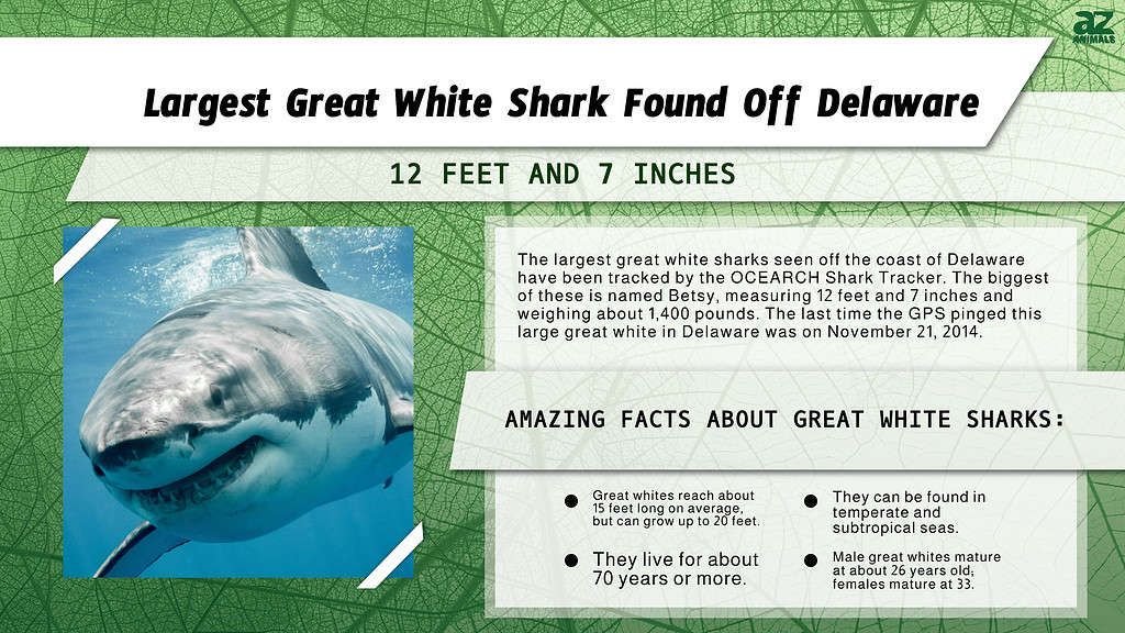 Infographic of the Largest Great White Shark Found Off Delaware