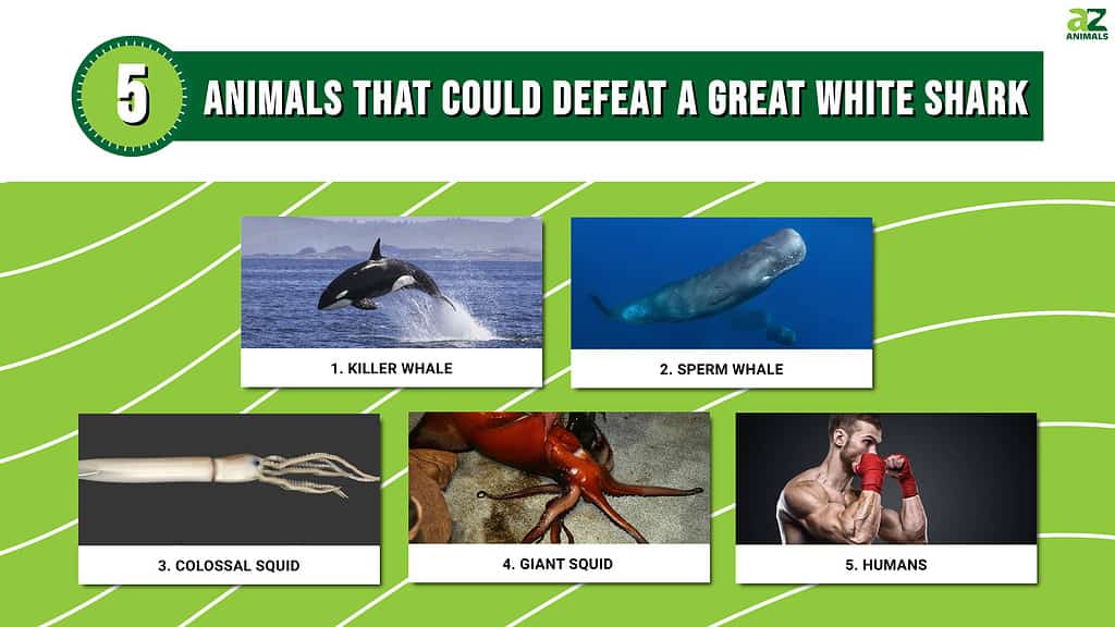 5 Animals That Could Defeat a Great White Shark