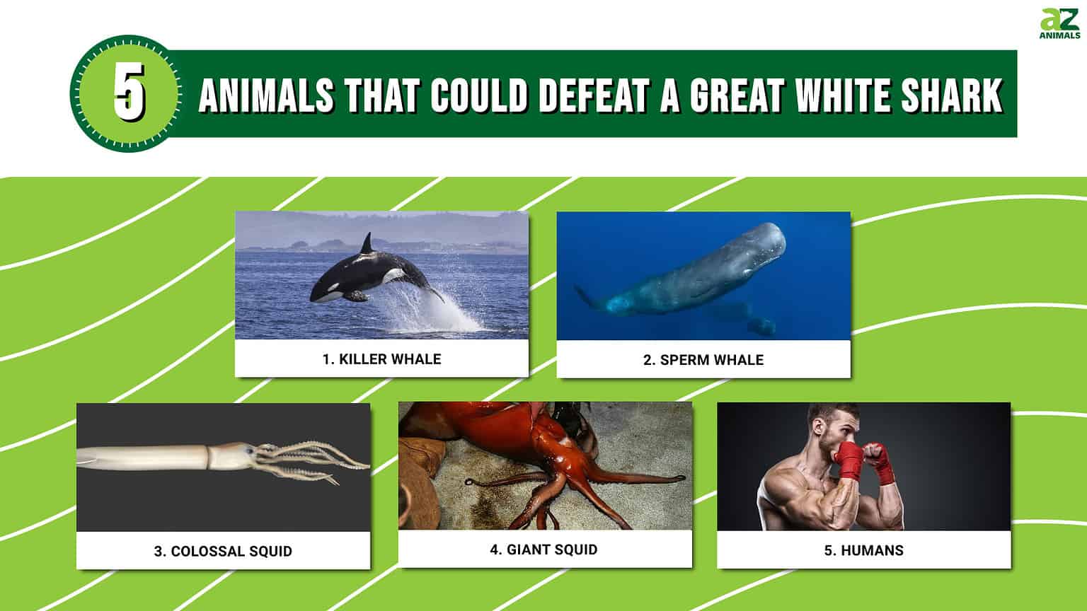 5 Predators that Could Defeat a Great White Shark - A-Z Animals
