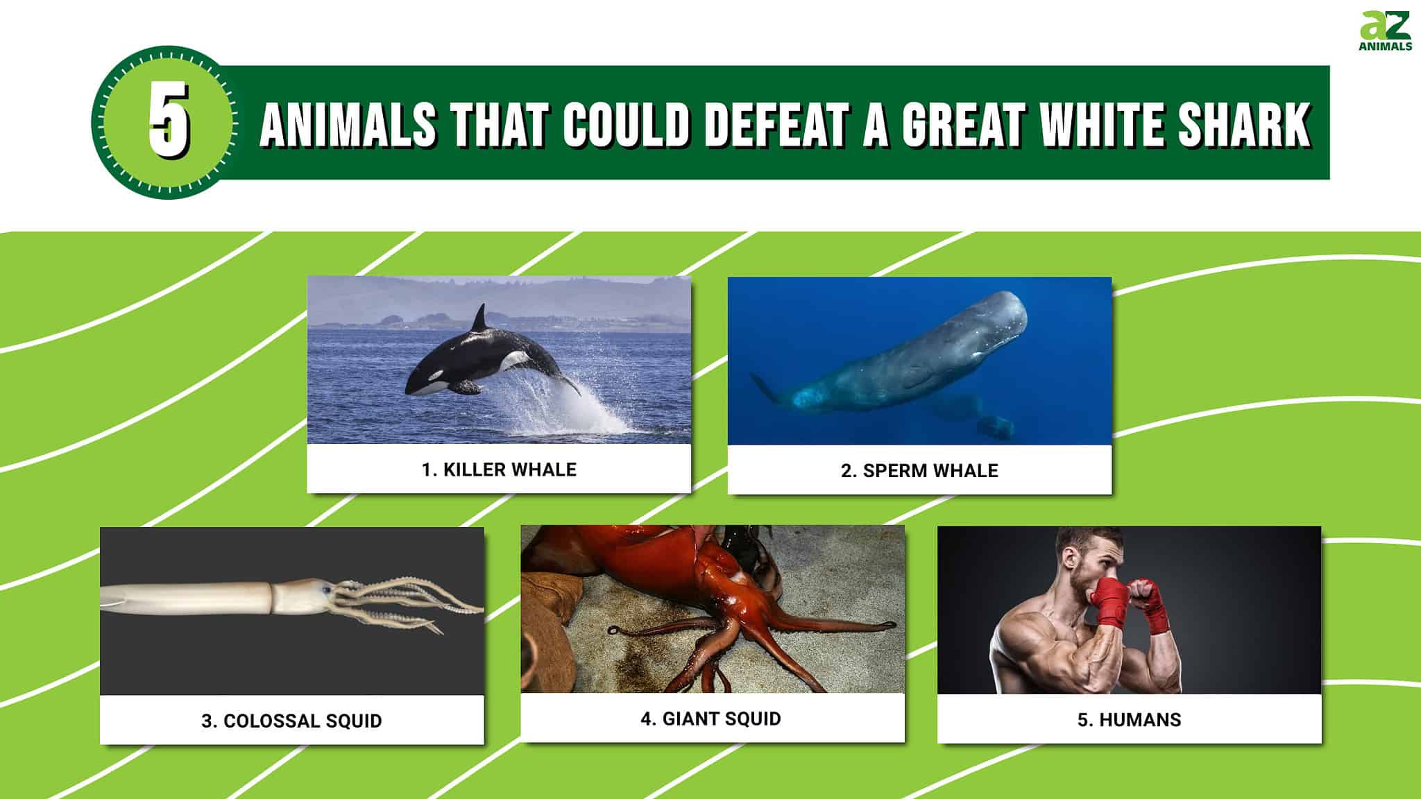 5 Animals that Could Defeat a Great White Shark - A-Z Animals