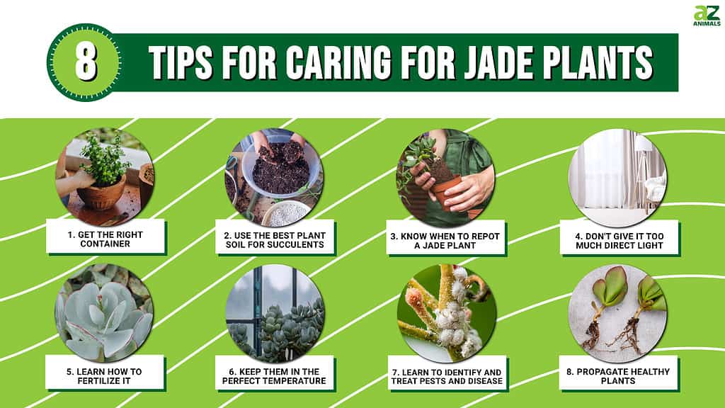 8 Tips for Caring for Jade Plants