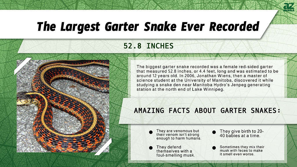 Infographic of the Largest Garter Snake Ever Recorded