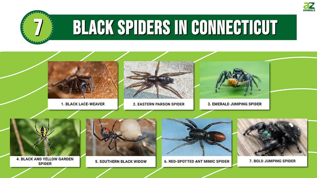 Infographic of 7 Black Spiders in Connecticut