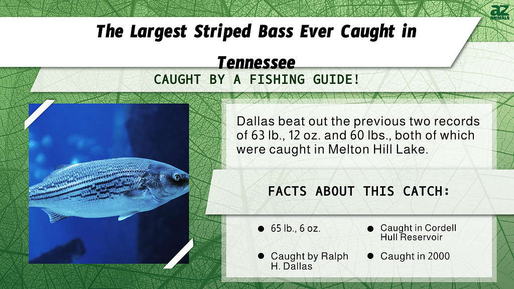 "Largest" infographic for the largest striped bass ever caught in TN.