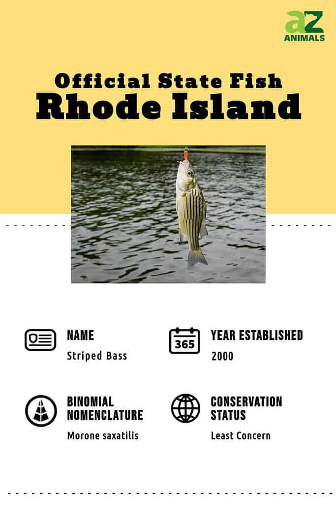 State fish of Rhode Island, the striped bass  (Morone saxatilis) 