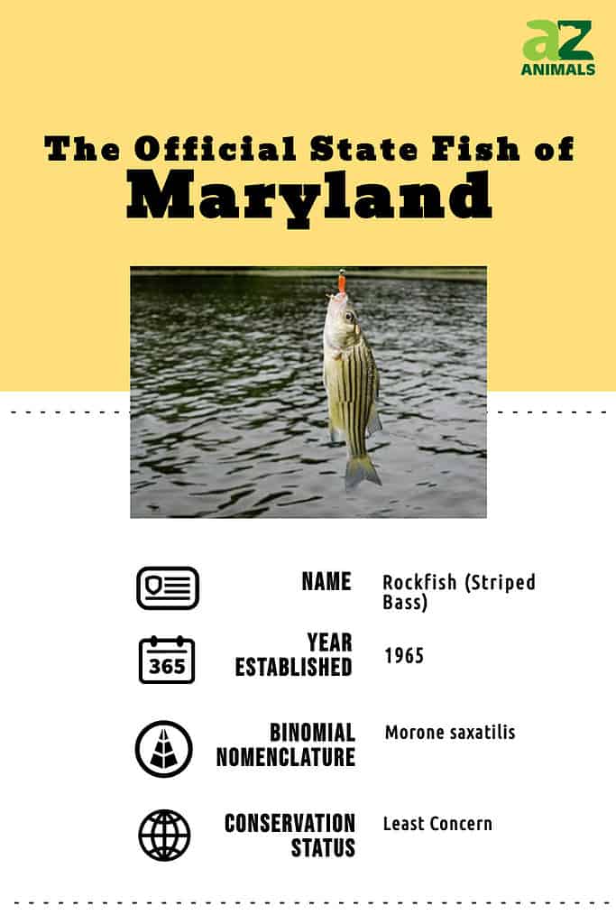 State animal infographic for the Maryland state fish, the rockfish (striped bass).