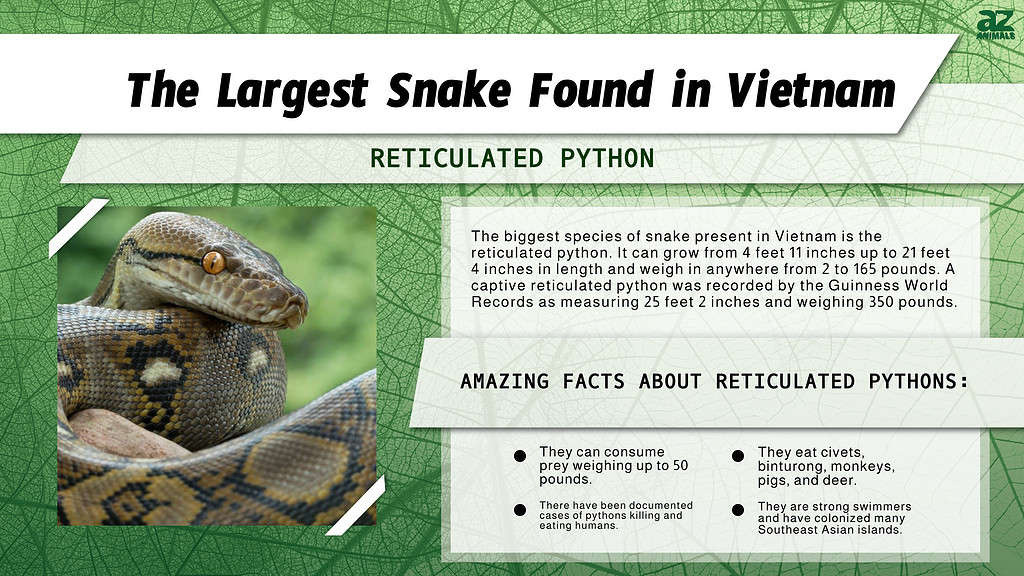 Infographic of the Largest Snake Found in Vietnam